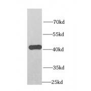 WB analysis of HeLa cells, using OXA1L antibody (1/1000 dilution).
