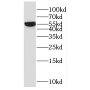 WB analysis of mouse testis tissue, using OXCT2 antibody (1/2000 dilution).