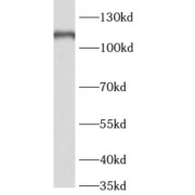 WB analysis of mouse testis tissue, using p107 antibody (1/500 dilution).