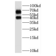 abx236072