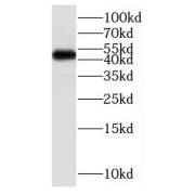 abx236074
