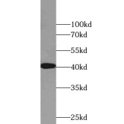 WB analysis of mouse heart tissue, using p38 MAPK antibody (1/600 dilution).