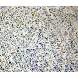 p65; RELA Antibody