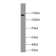 abx236127