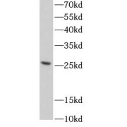 abx236144