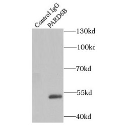 Partitioning Defective 6 Homolog Beta (PARD6B) Antibody