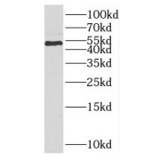 WB analysis of HeLa cells, using PARD6B antibody (1/500 dilution).