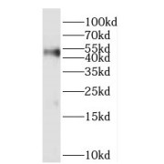 WB analysis of human liver tissue, using PARVA antibody (1/500 dilution).