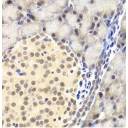 Prostate Apoptosis Response 4 Protein (PAWR) Antibody