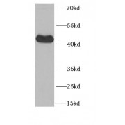 WB analysis of mouse heart tissue, using PAWR antibody (1/1000 dilution).