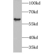 abx236169