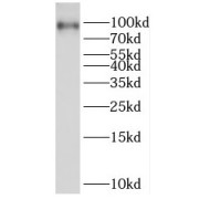 WB analysis of HeLa cells, using PBXIP1 antibody (1/1000 dilution).