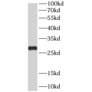 WB analysis of HeLa cells, using PCMT1 antibody (1/1000 dilution).