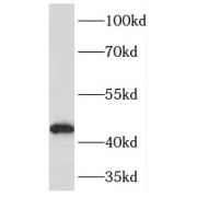 WB analysis of HeLa cells, using PDH E1α antibody (1/10000 dilution).