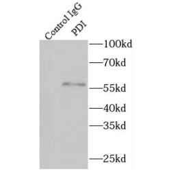 Protein Disulfide-Isomerase / PDI (P4HB) Antibody