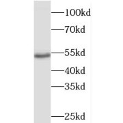 WB analysis of mouse skeletal muscle tissue, using PDP2 antibody (1/300 dilution).