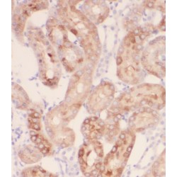 Peroxisomal Biogenesis Factor 11 Gamma (PEX11G) Antibody