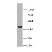 WB analysis of HeLa cells, using PGK1 antibody (1/1200 dilution).