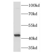 WB analysis of mouse testis tissue, using PGK2 antibody (1/1200 dilution).