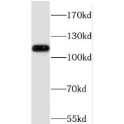 abx236379