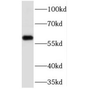 abx236382