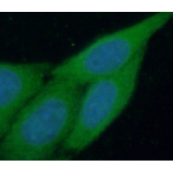 Phosphatidylinositol Glycan Anchor Biosynthesis Class Z (PIGZ) Antibody