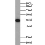 WB analysis of HeLa cells, using PIK3IP1 antibody (1/1000 dilution).