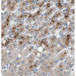Plasminogen (PLG) Antibody