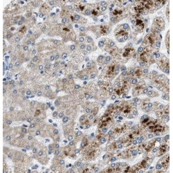 Plasminogen (PLG) Antibody