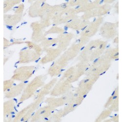 Pleckstrin (PLEK) Antibody
