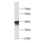 WB analysis of U-937 cells, using PLEK antibody (1/1000 dilution).