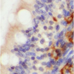 Proteolipid Protein 2 (PLP2) Antibody