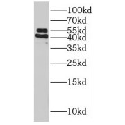 WB analysis of HEK-293 cells, using POFUT2 antibody (1/600 dilution).