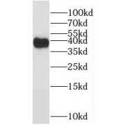 WB analysis of HeLa cells, using POLDIP2 antibody (1/500 dilution).