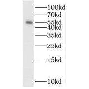 WB analysis of Jurkat cells, using POLM antibody (1/800 dilution).