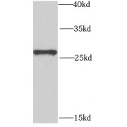WB analysis of A549 cells, using POP4 antibody (1/1000 dilution).