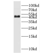 WB analysis of fetal human brain tissue, using POU3F4 antibody (1/300 dilution).