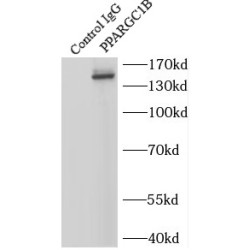 PPARG Coactivator 1 Beta (PPARGC1B) Antibody
