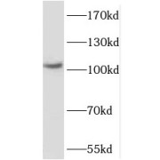 abx236666