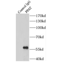 Amidophosphoribosyltransferase (PPAT) Antibody
