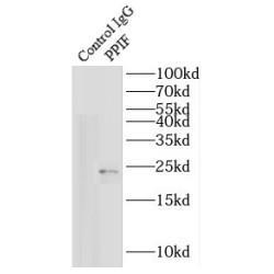 Peptidylprolyl Isomerase F / CYPF (PPIF) Antibody