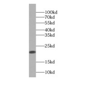 WB analysis of human heart tissue, using PPIF-Specific antibody (1/1000 dilution).