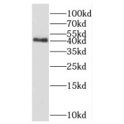 WB analysis of HepG2 cells, using PPM1A antibody (1/3000 dilution).