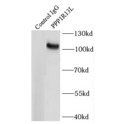 RelA-Associated Inhibitor (PPP1R13L) Antibody