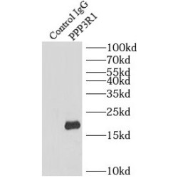 Calcineurin Subunit B Type 1 (PPP3R1) Antibody