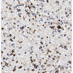 Protein Phosphatase 5 Catalytic Subunit (PPP5C) Antibody