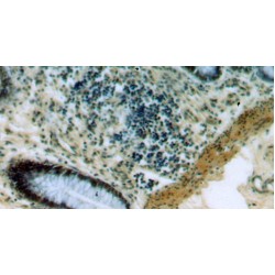 Prickle Planar Cell Polarity Protein 3 (PRICKLE3) Antibody