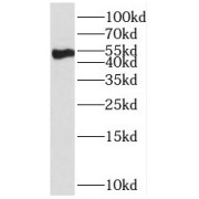 WB analysis of mouse liver tissue, using PROC antibody (1/1000 dilution).