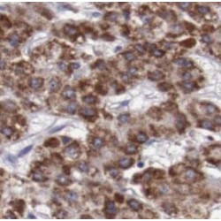Prohibitin (PHB) Antibody