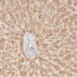 Prohibitin (PHB) Antibody